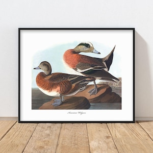 Widgeon Duck Art 1850s Audubon Bird Print --- rustic duck print, mens wall art, vintage bird painting, masculine home decor