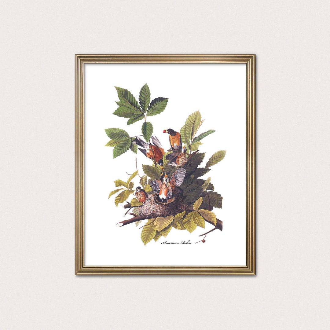 Audubon American Robin: Vintage Bird Illustration · Fine Art Print - Etsy