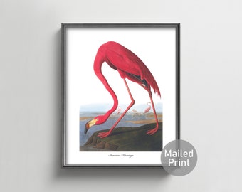 Pink Flamingo Art 1850s Audubon Bird Print --- elegant flamingo print, coastal ocean home decor, vintage flamingo painting