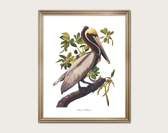 Brown Pelican | Organic Modern Coastal Wall Art | Audubon Beach House Decor | Fine Art Print