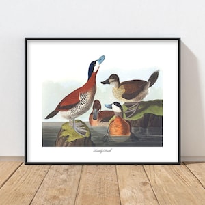 Ruddy Duck Art 1850s Audubon Bird Print - rustic lake duck print, mens wall art, vintage bird painting, masculine home decor