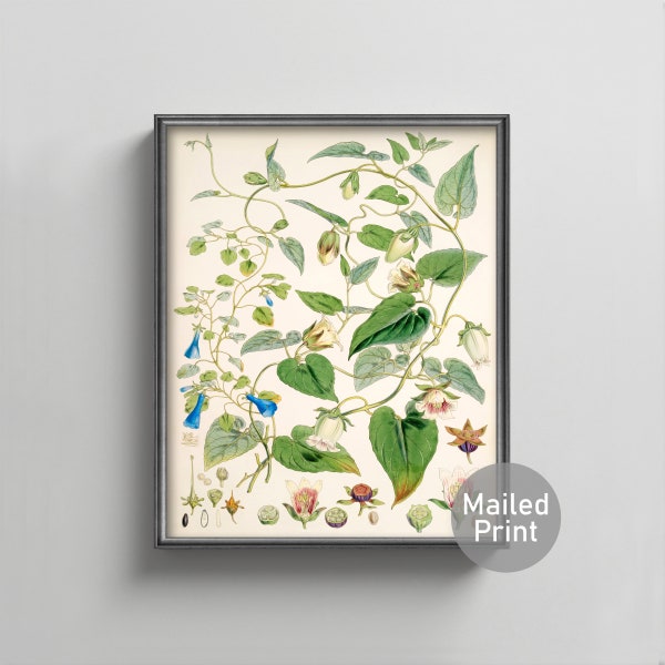 1850s Blue Bonnet Print --- vintage botanical print chintz flower painting, antique aesthetic plant art, nature home decor