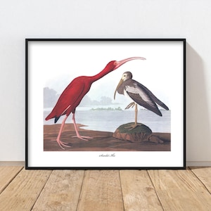 Scarlet Ibis, Vintage Audubon Bird Art Print - Colorful Beach House Decor