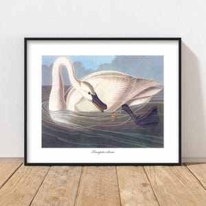 Vintage Trumpeter Swan, Classic Audubon Bird Print - Lake House Wall Art