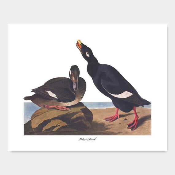 Velvet Duck Art Audubon Print Coastal Bathroom Decor Ocean Etsy