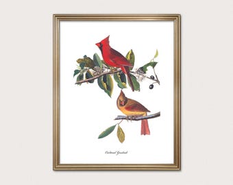 Cardinal Grosbeak | Bold Bird Wall Art | Audubon Modern Traditional Decor | Fine Art Print