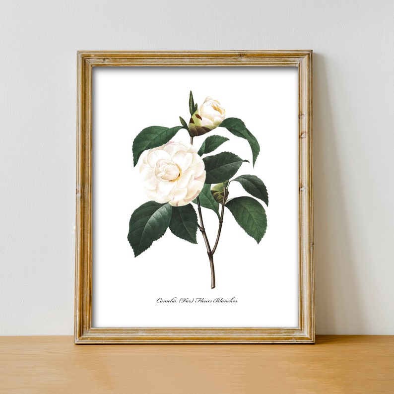 Botanical Wall Art Camellia Print Flower French Country White Home Decor