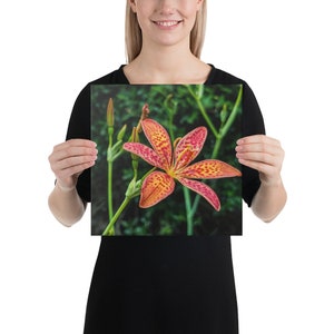 Blackberry Lily in bloom with buds, nature, canvas wall art