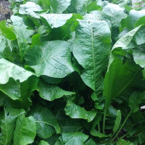 Horseradish Roots 1.25LB image 1