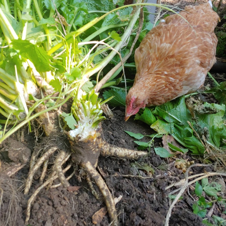 Horseradish Roots 1.25LB image 2