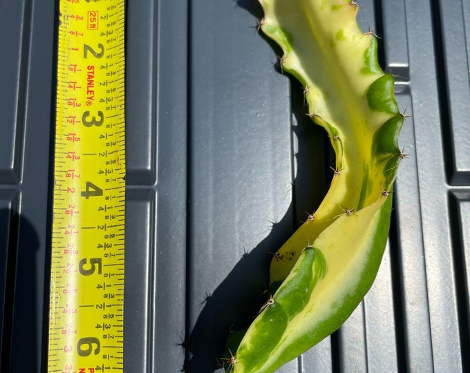 RARE Variegated Dragon Fruit Cutting pitaya FREE SHIPPING Etsy