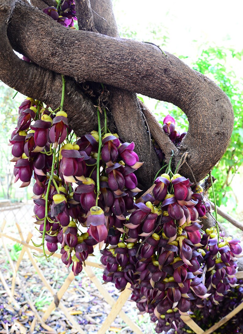 Purple Jade Vine live plant Mucuna Sempervirens FREE Etsy