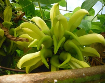 GOLD Jade Vine (Mucuna Sloanei) Live year old plant Rare Yellow jade with FREE SHIPPING via usps Priority