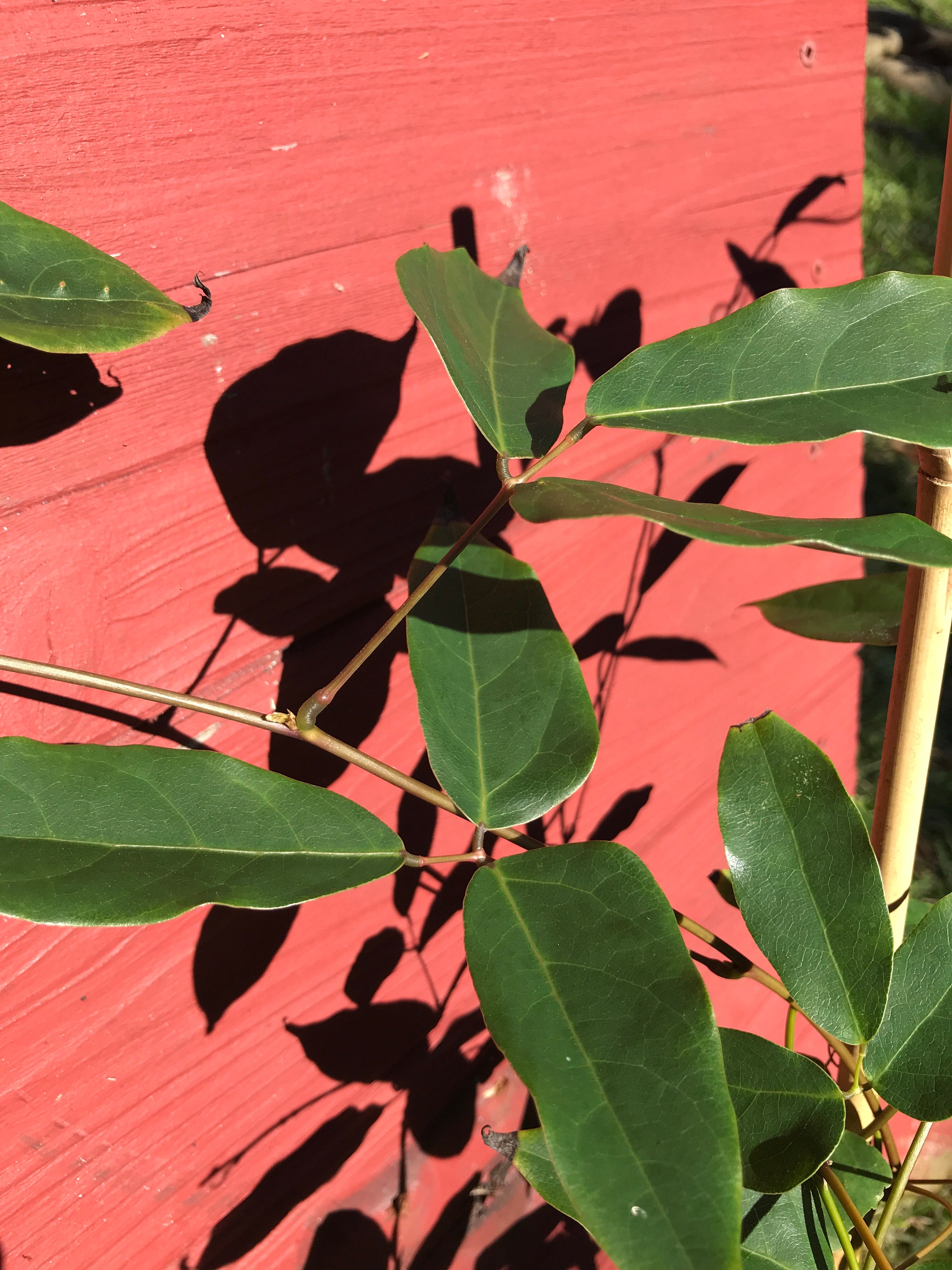 Purple Jade Vine Live Plant mucuna Sempervirens FREE Etsy