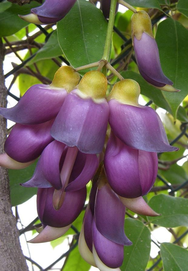 Purple Jade Vine Live Plant mucuna Sempervirens FREE Etsy