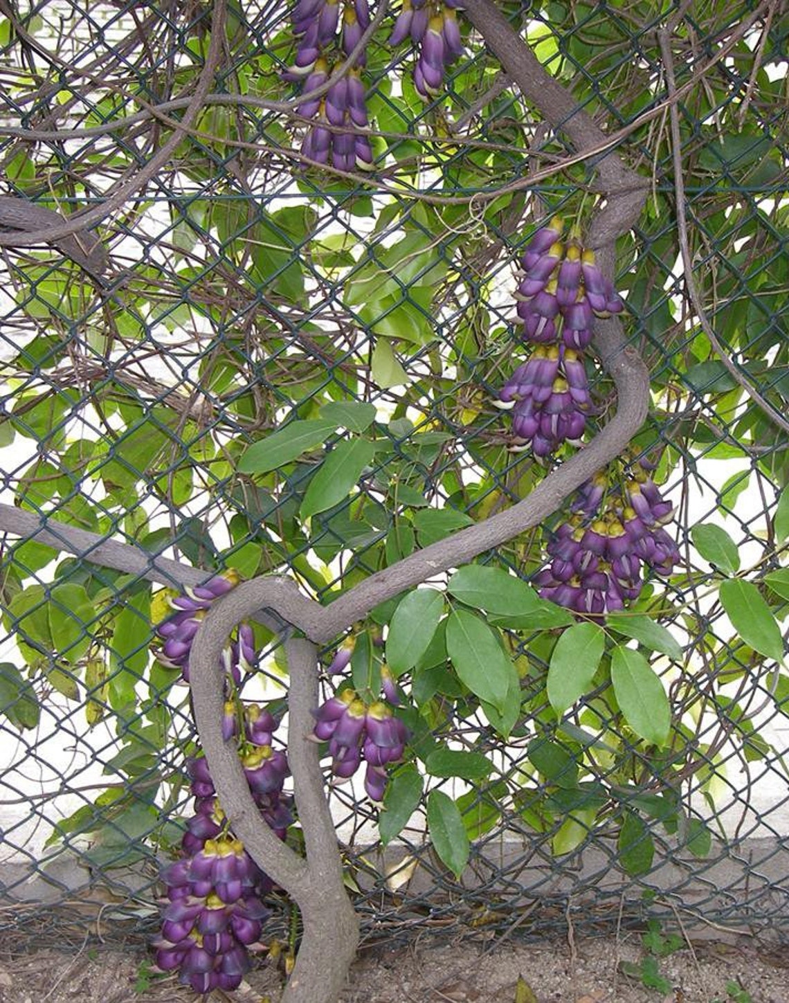 Purple Jade Vine live plant Mucuna Sempervirens FREE Etsy