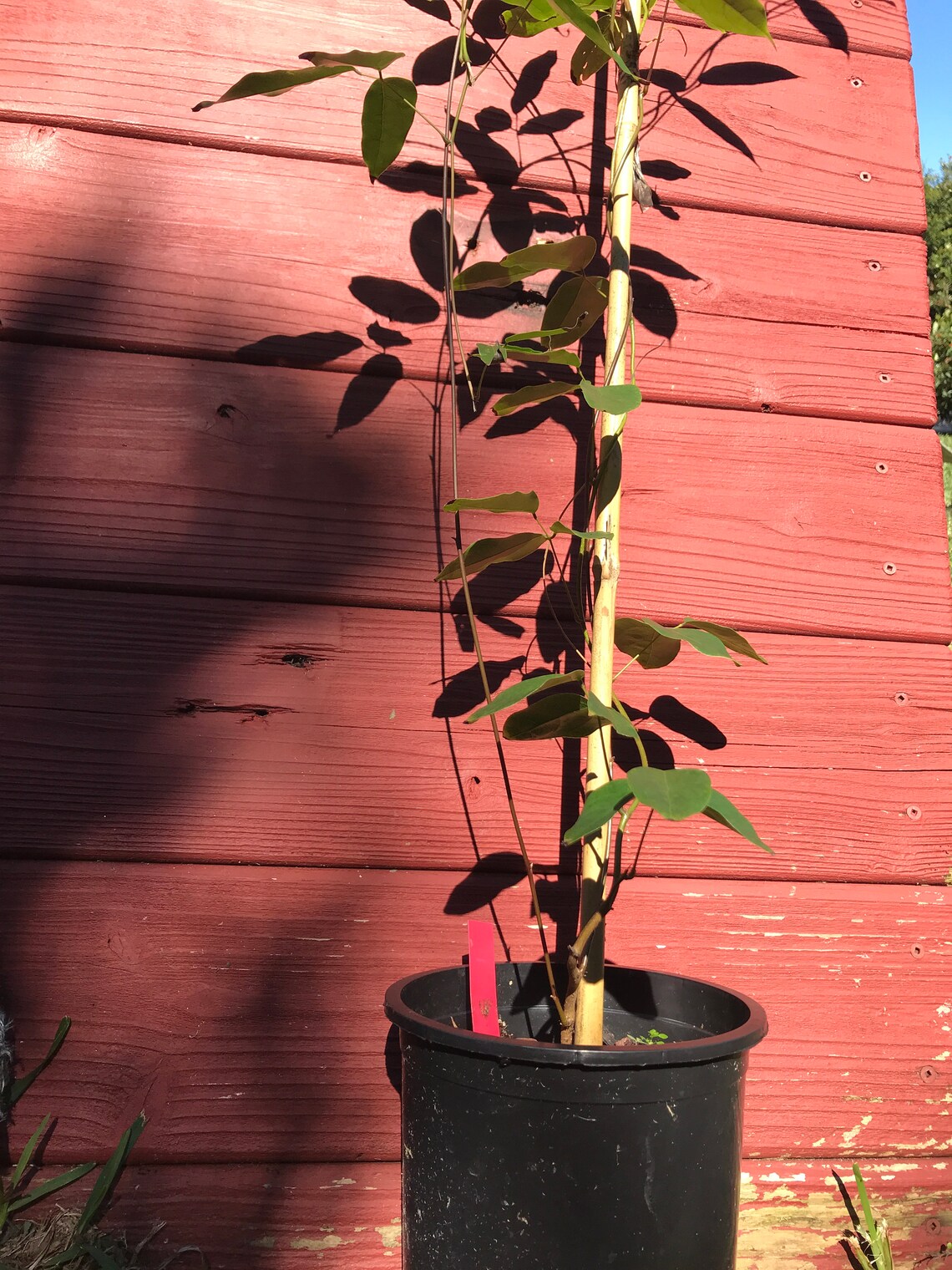 Purple Jade Vine live plant Mucuna Sempervirens FREE Etsy