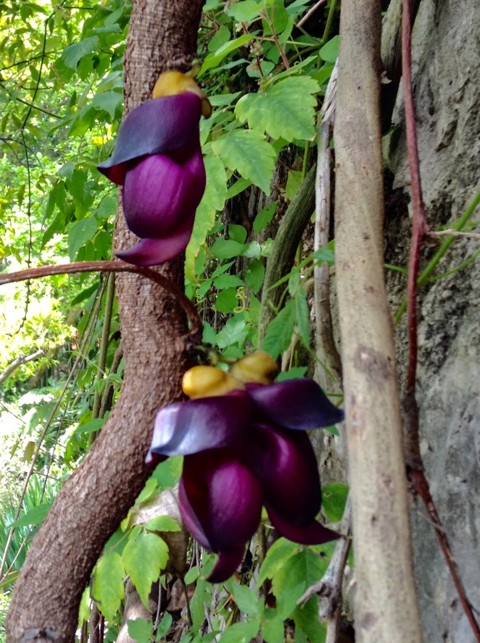 Purple Jade Vine live plant Mucuna Sempervirens FREE Etsy