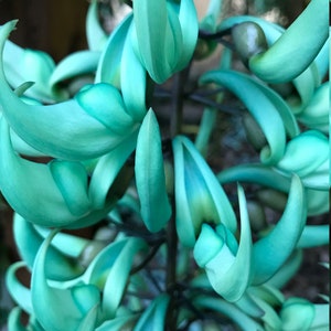 GREEN / BLUE Jade Vine Plant: (Strongylodon Macrobotrys) FREE shipping via usps priority