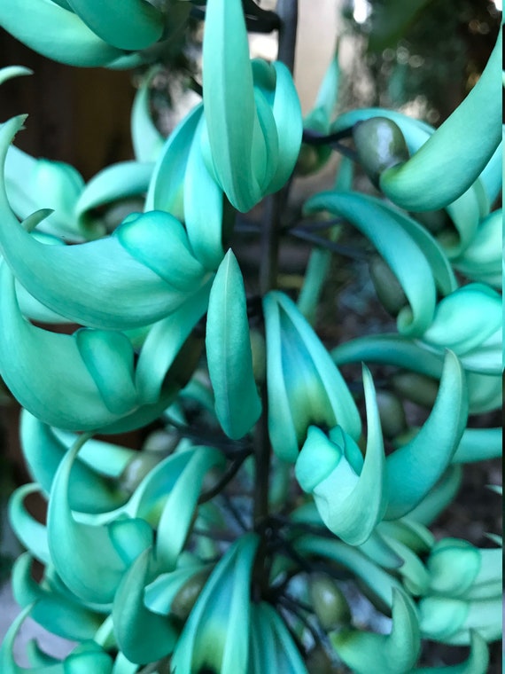 Planta de vid de jade verde / azul: Strongylodon Macrobotrys - Etsy España