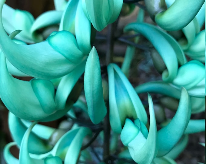 PURPLE Jade Vine Live Plant mucuna Sempervirens FREE Etsy