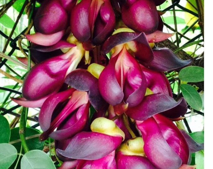 PURPLE Jade Vine Live Plant mucuna Sempervirens FREE SHIPPING via Usps Priority Etsy