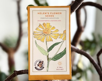 Helen's Flower Seeds: Sneezeweed, Michigan Native Wildflowers