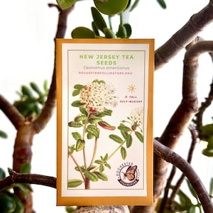 May include: A packet of New Jersey Tea seeds, featuring a botanical illustration of the plant with white flowers and green leaves. The packet is yellow with brown text and a logo for Rochester Pollinators. The text on the packet reads "New Jersey Tea Seeds, Ceanothus americanus, Rochesterpollinators.org, 3' Tall, July-August".