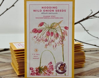 Nodding Wild Onion Seeds, Michigan Native Plant Seeds, Flower Packets, Allium Cerium, Pollinator Garden, Perennial Wildflowers