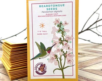 Beardtongue Seeds, Michigan Native Wildflower, Pollinator Garden