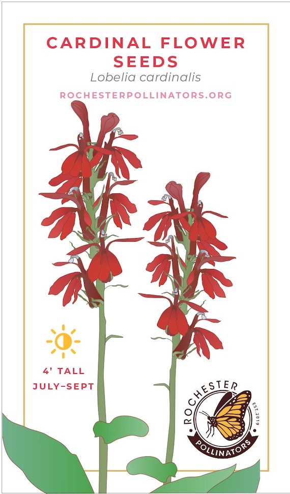 Cardinal Flower, Michigan Native Plant Seeds, Flower Packets, Aster  Novae-Angliae, Pollinator Garden, Perennial