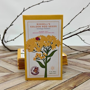 Riddell's Goldenrod Seeds, Michigan Native Plant Seeds, Flower Packets,  Oligoneuron Riddellii, Pollinator Garden, Perennial Wildflower