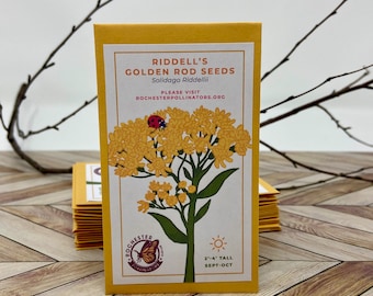 Riddell's Goldenrod Seeds, Michigan Native Plant Seeds, Flower Packets,  Oligoneuron Riddellii, Pollinator Garden, Perennial Wildflower