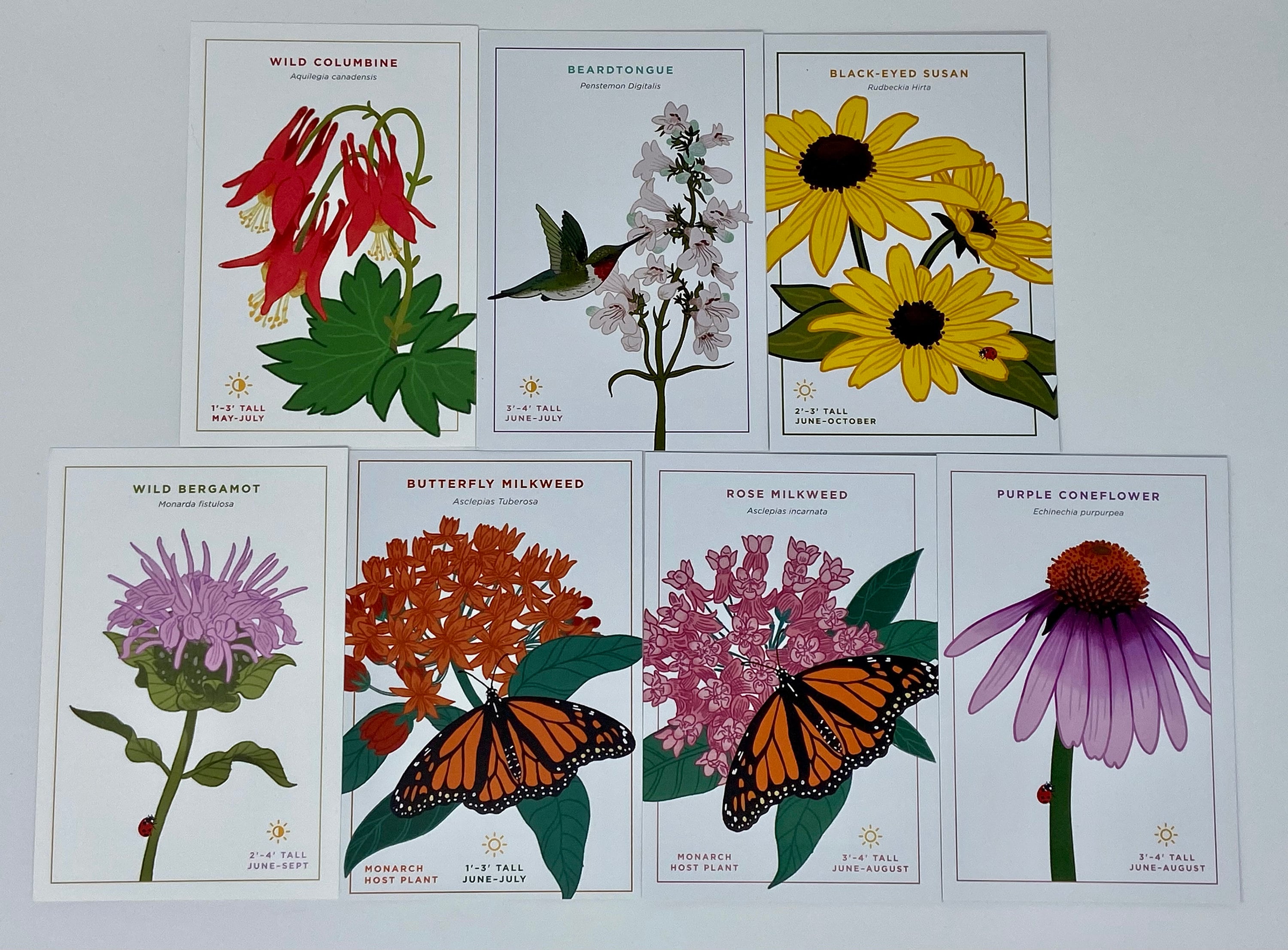 Botanical Postcard, Wild Bergamot Wildflower Illustration
