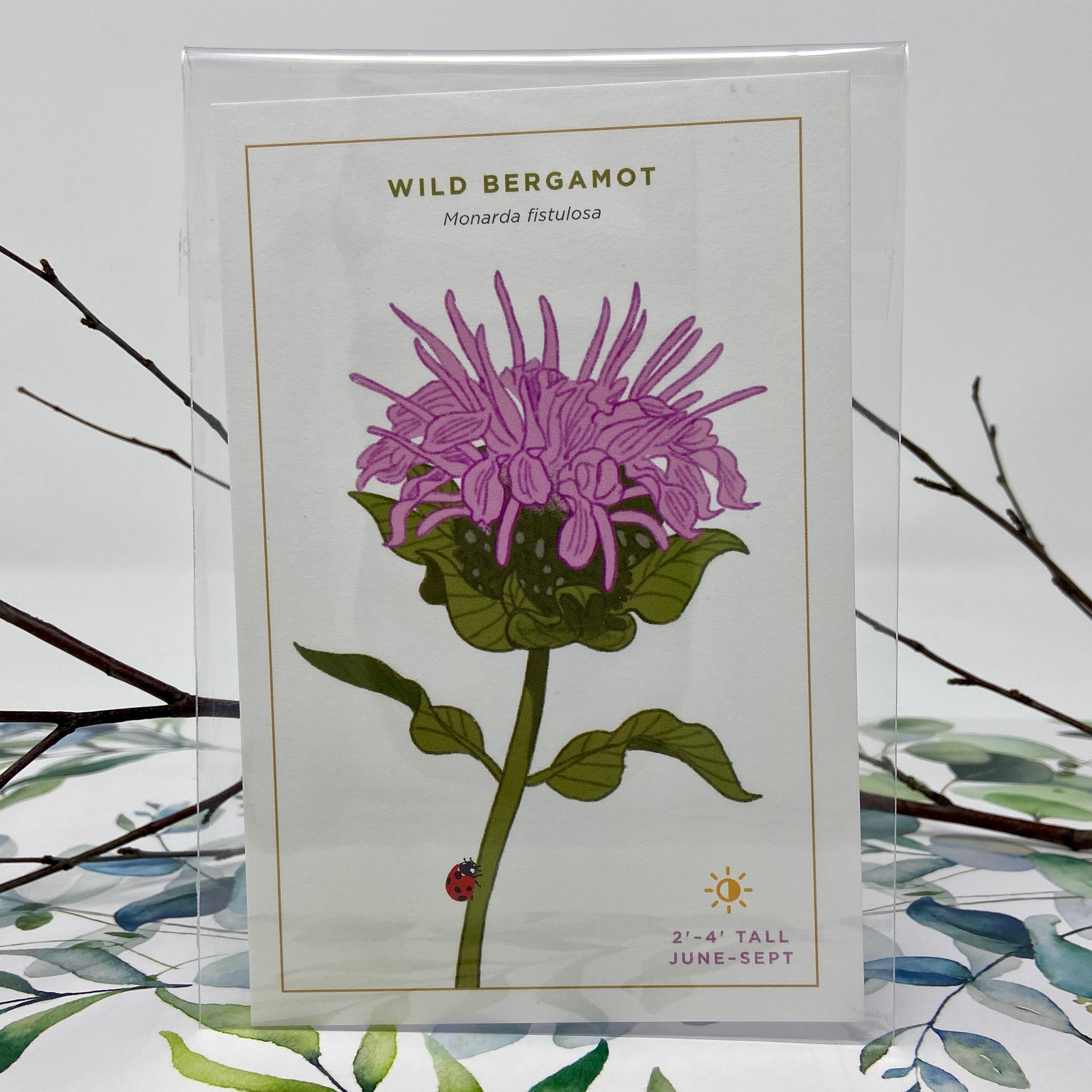 botanical swag wild flowerＡ KE29935 - Creative Kitchens | Wild Flower Spot Wallpaper