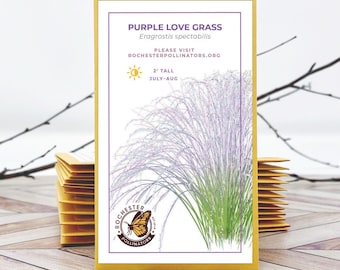 Purple Love Grass Seeds: Michigan Native Eragrostis spectabilis, Pollinator Garden seeds