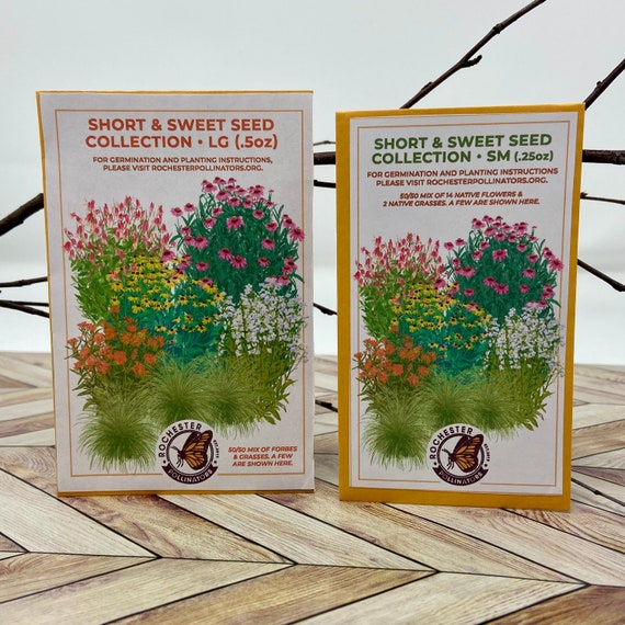adenium plant seeds How to Sow Adenium Seeds? Step by Step Guide by Mr KO  adenium.com.tw  online store