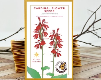 Cardinal Flower, Michigan Native Plant Seeds, Flower Packets, Aster Novae-Angliae, Pollinator Garden, Perennial