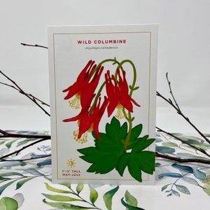 Botanical Postcard, Wild Columbine Wildflower Illustration, For Nature Lover, Gardener Gift Idea