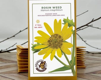 Rosin Weed Seeds, Michigan Wildflowers, Native Flower seeds