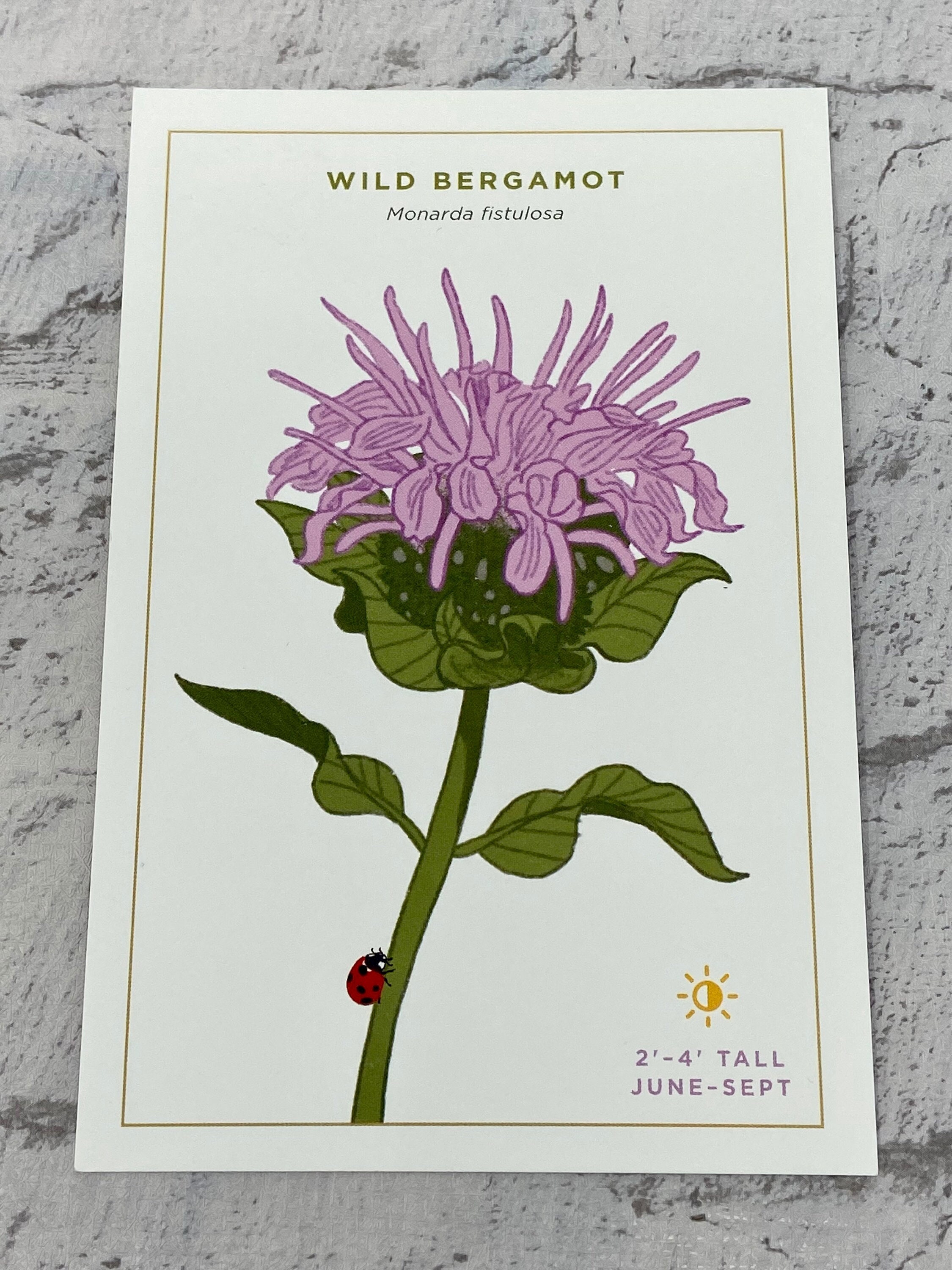 Amazon.com : EZ-Straw Wildflower Seed Mix with Straw