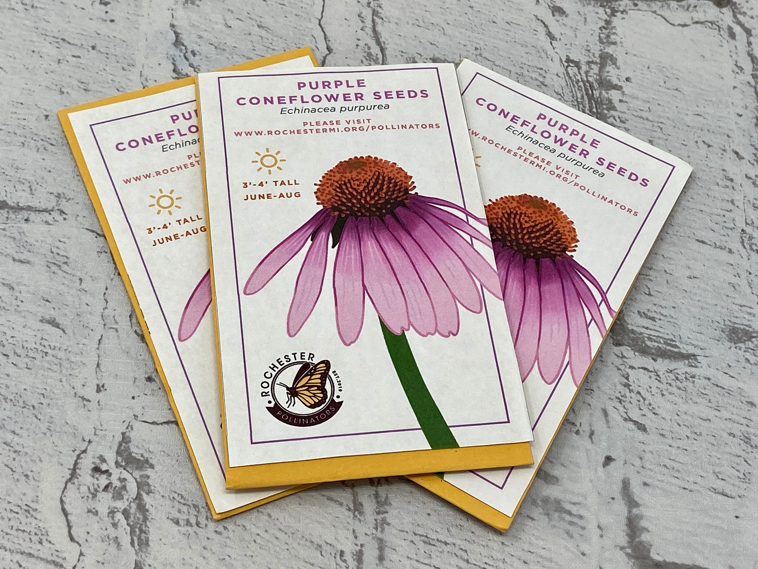 Purple Coneflower Seeds: Michigan Native Perennial Wildflowers - Etsy