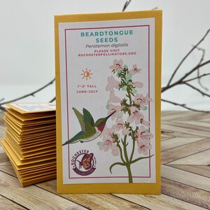 Puede incluir: Un paquete amarillo de semillas de Penstemon digitalis, com&uacute;nmente llamado barba de cabra, con un colibr&iacute; y flores rosas en el frente. El paquete dice "BEARDTONGUE SEEDS Penstemon digitalis PLEASE VISIT ROCHESTERPOLLINATORS.ORG 1'-3' TALL JUNE-JULY ROCHESTER POLLINATORS"