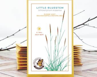 Little BlueStem Seeds: Schizachyrium scoparium, Michigan Natives, Pollinator Garden seeds