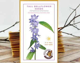 Tall Bellflower, Michigan Native Plant Seeds, Flower Packets, Allium Cerium, Pollinator Garden