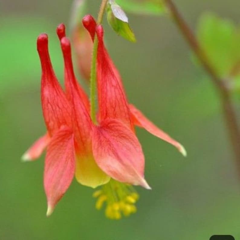 RochesterPollinators Wild Columbine Seeds - Thumbnail 5