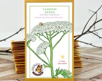 Yarrow Seeds: Michigan Native Wildflower, Achillea Millefolium