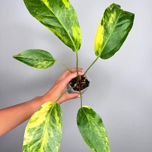 cactus potting soil Christmas Cactus Potting Soil