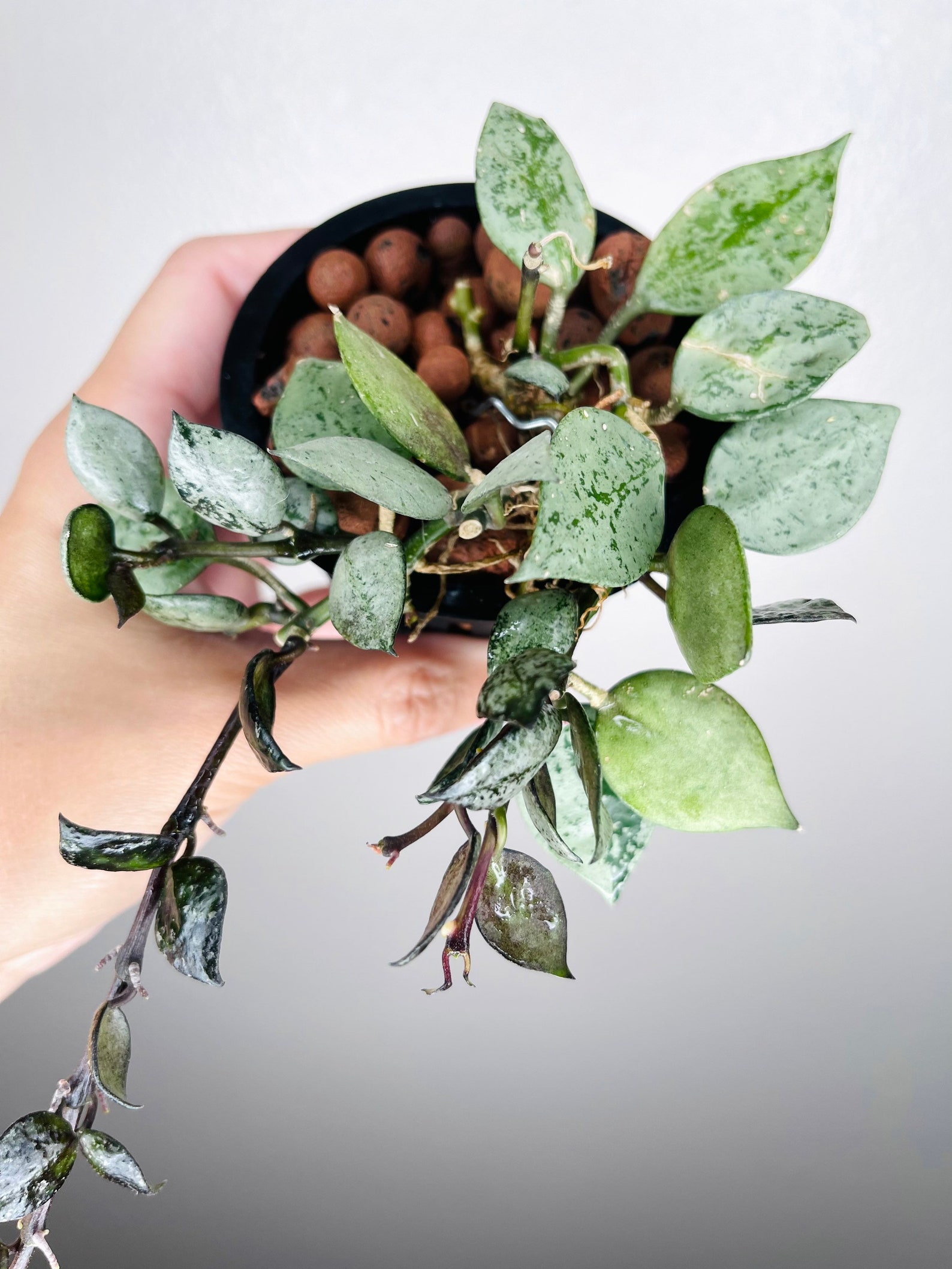 Hoya Krohniana Super Silver / Super Eskimo 14 rooted | Etsy