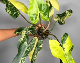 RARE Philodendron Florida Beauty x Mayoi x Billietiae (FREE thermal insulation)